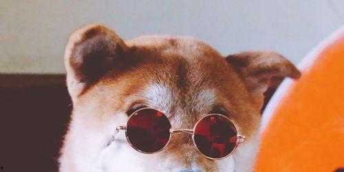 吃瓜狗哥,揭秘娱乐圈背后的那些事儿