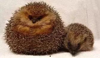 直播听动物心声吃瓜,直播吃瓜乐趣无限