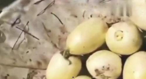 吃瓜自家的瓜,一场家庭吃瓜盛宴的幕后故事