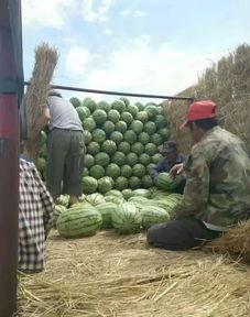 苏州园区吃瓜,吃瓜群众的味蕾盛宴