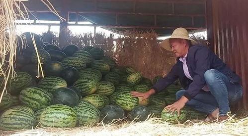 榕东吃瓜群众,揭秘当地热点事件背后的真相