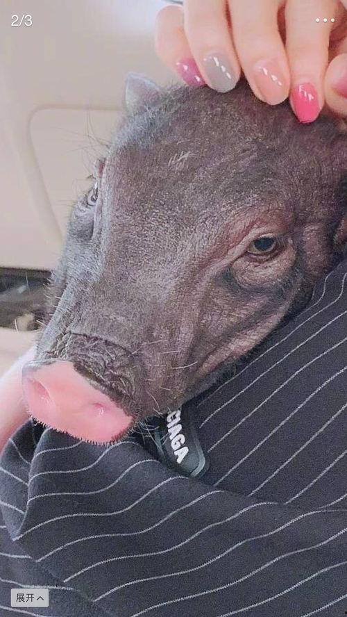 吃瓜偷猪,揭秘农村生活的趣味与挑战