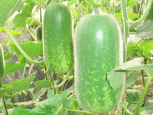 扶瓜上网坐等吃瓜图片,静待瓜熟时