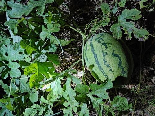 要把大地吞噬 吃瓜,揭秘“吃瓜”背后的惊人真相