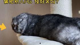 猫九吃瓜,揭秘娱乐圈那些不为人知的幕后故事