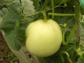 小白瓜可以天天吃嘛,每日健康饮食的常客