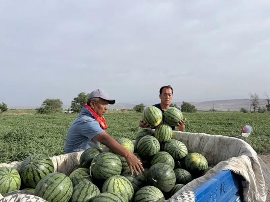 辽西吃瓜,吃瓜也能吃出风情万种