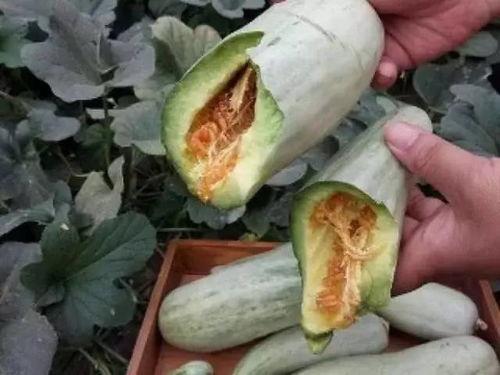 吃熊瓜削皮吗图片,图片解析熊瓜去皮技巧