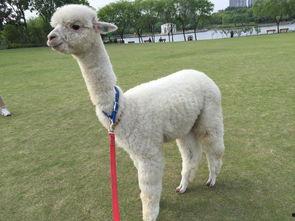 吃瓜看戏羊驼马,吃瓜看戏笑翻天