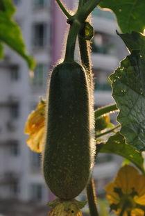 毛甲瓜怎样吃,解锁美味新体验