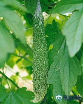 减肥可以吃五瓜,轻松开启健康减肥之旅