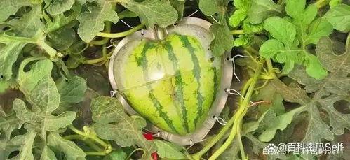 美国吃瓜南京,一场跨越国界的“吃瓜”盛宴