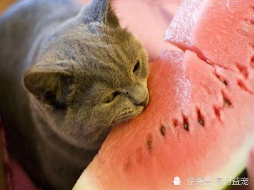 猫咪可以吃牛角瓜吗,牛角瓜是否适合猫咪食用？