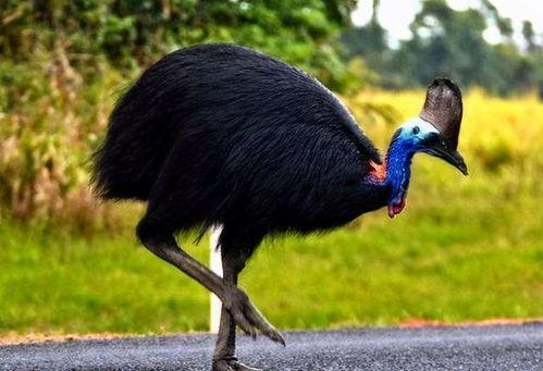 鹤杀吃瓜,揭秘宫廷权谋背后的娱乐风云