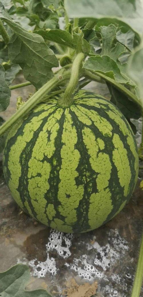 吃瓜必看狼友,揭秘娱乐圈背后的神秘力量