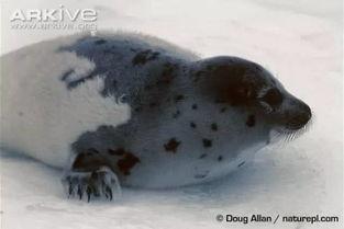吃瓜小海豹主题,揭秘海洋萌宝的趣味生活