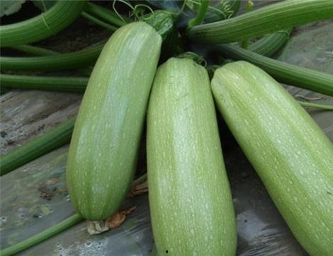 啊吃腐乳瓜有什么好处呢,美味与健康双重享受