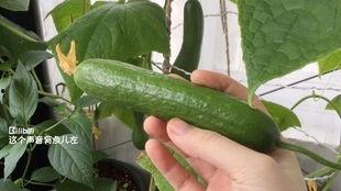 农村人种瓜摘瓜吃瓜视频,农村人种瓜摘瓜吃瓜的欢乐时光