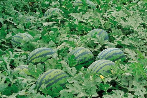 枣阳吃瓜群,揭秘网络社交的趣味与争议