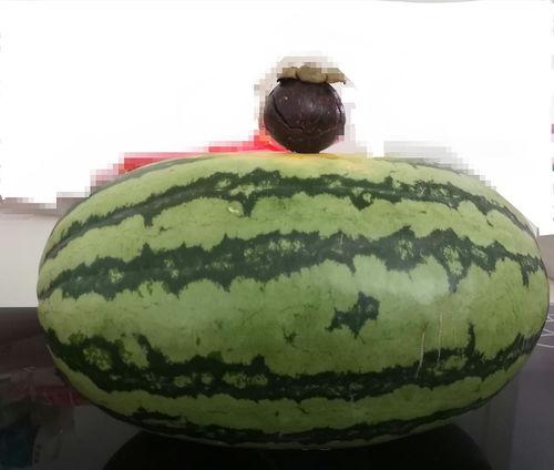 大家理性吃瓜遵义,理性吃瓜，共赏瓜界盛宴