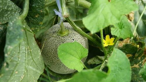 带你吃瓜竹子怪兽,带你探索带你吃瓜的奇幻之旅
